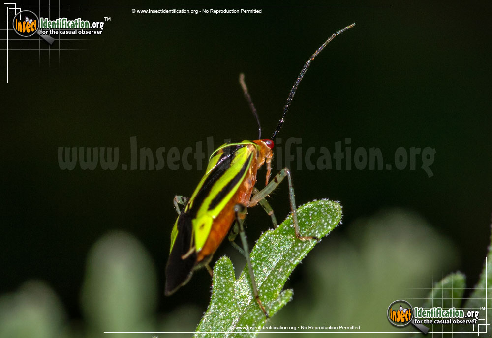 Full-sized image #4 of the Four-Lined-Plant-Bug