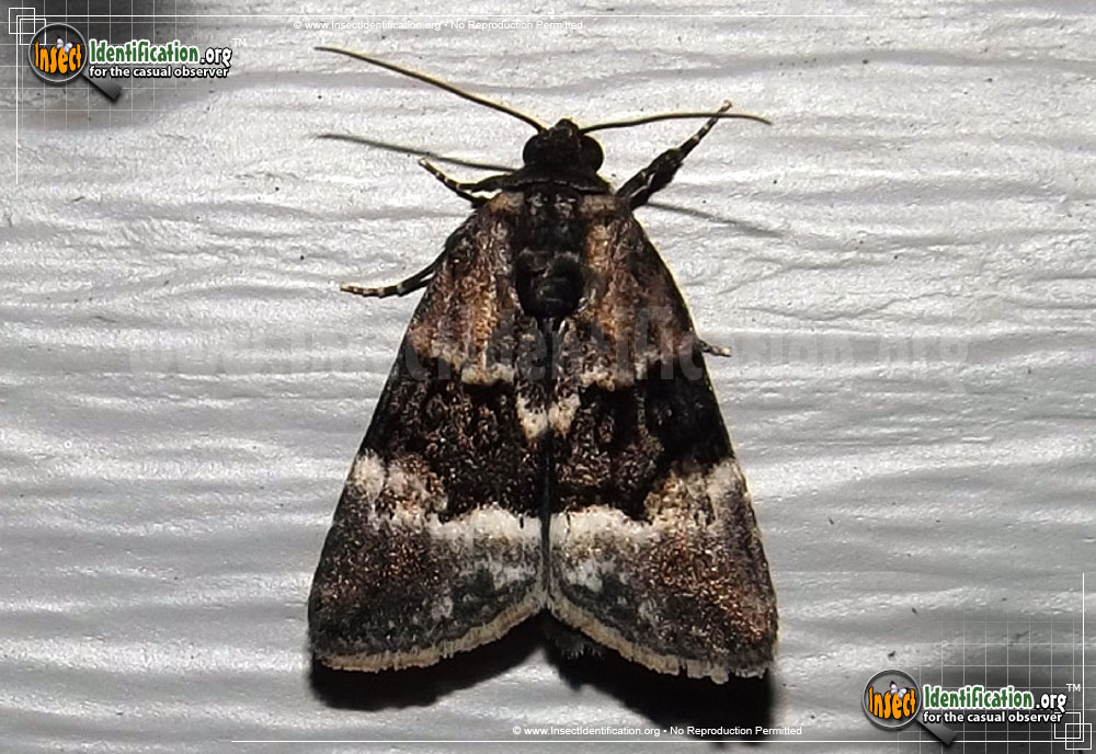 Full-sized image of the Georges-Midget-Moth