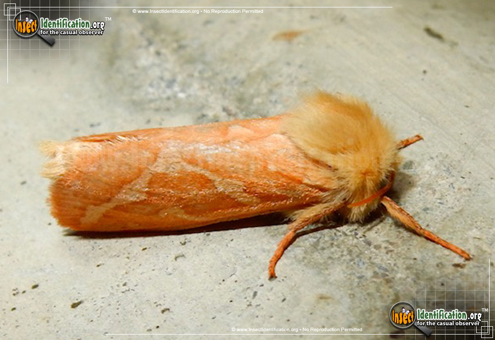 Full-sized image of the Ghost-Moth