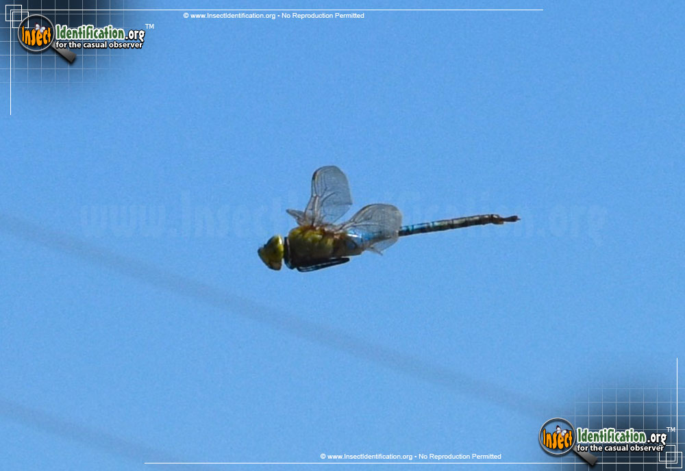 Full-sized image #4 of the Giant-Darner