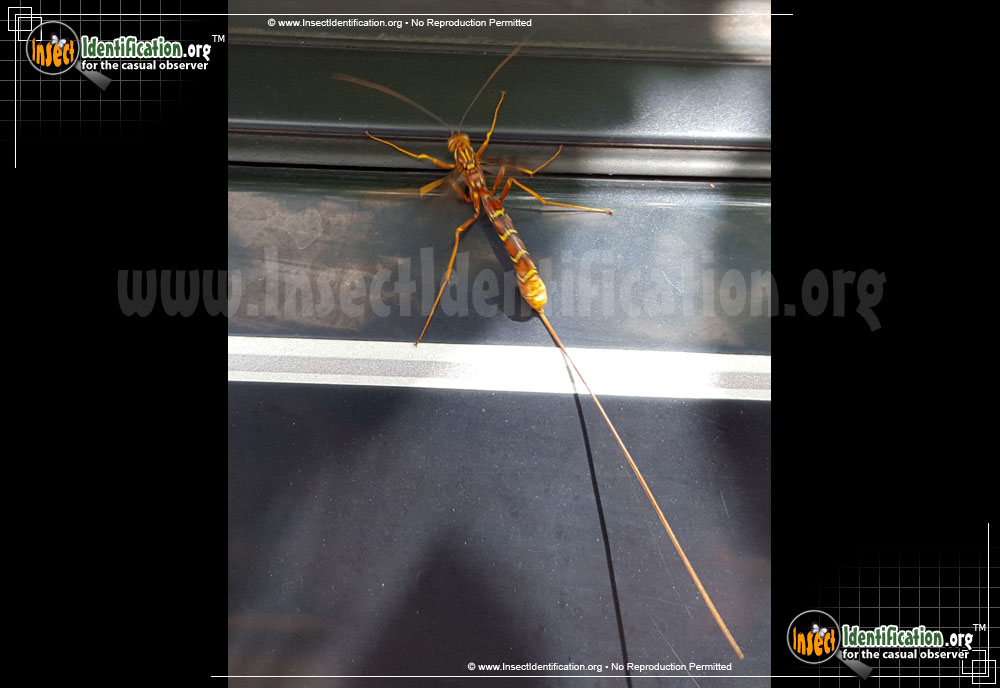Full-sized image #9 of the Giant-Ichneumon-Wasp-Megarhyssa-Macrurus