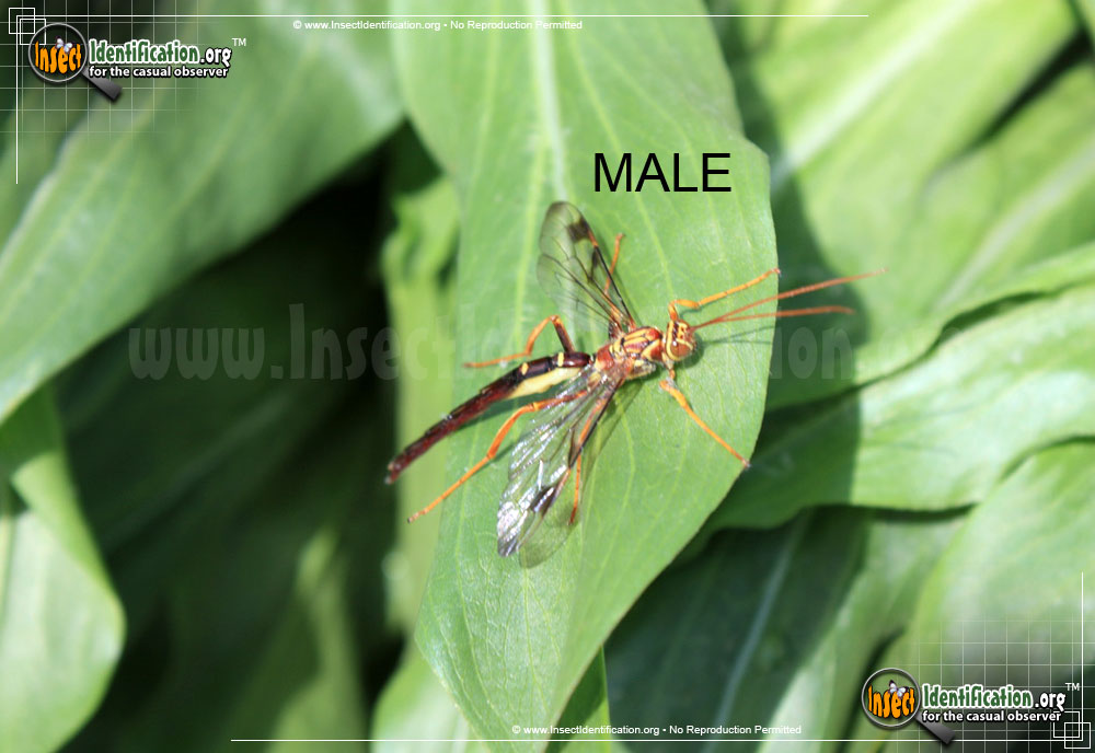 Full-sized image #2 of the Giant-Ichneumon-Wasp-Megarhyssa-Macrurus