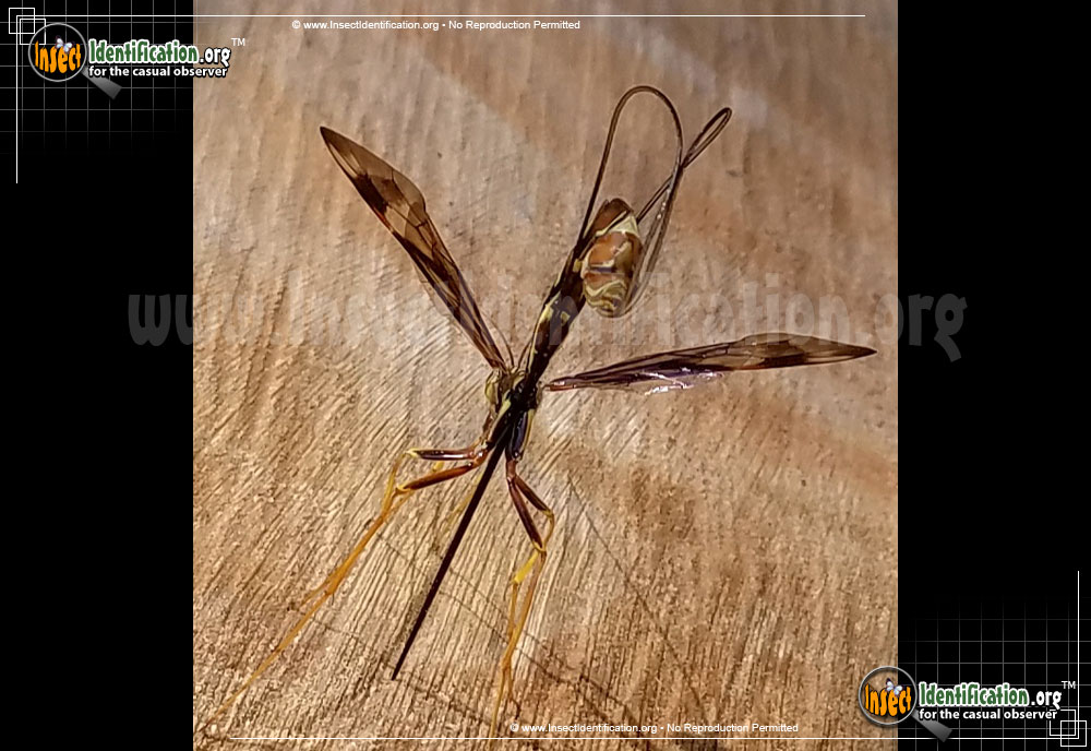 Full-sized image #11 of the Giant-Ichneumon-Wasp