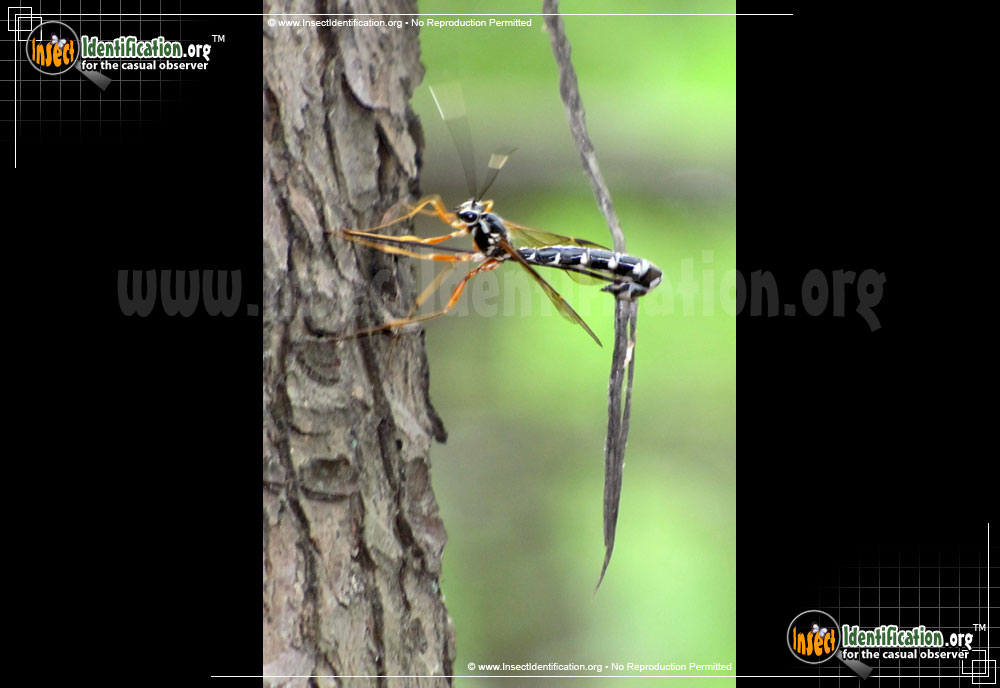 Full-sized image of the Giant-Ichneumon-Wasp