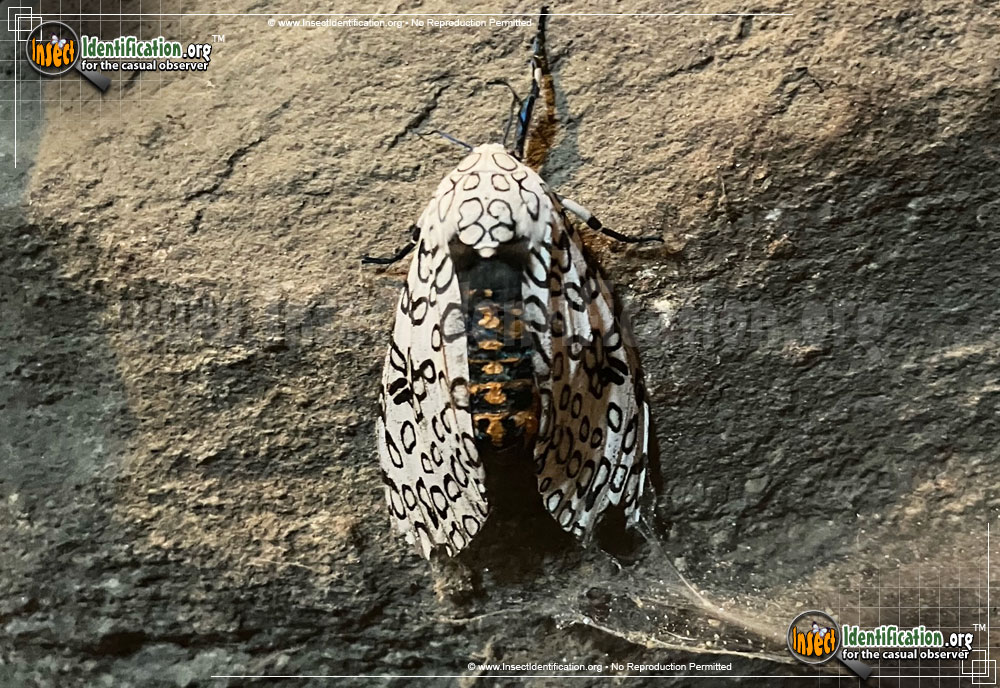 Full-sized image #8 of the Giant-Leopard-Moth