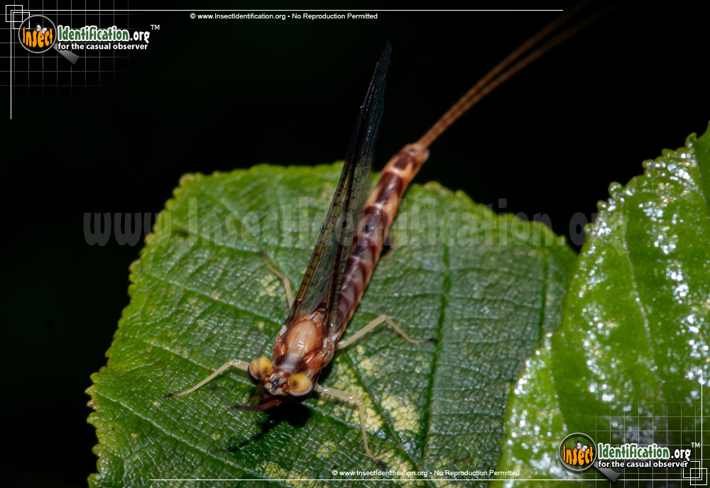 Full-sized image #11 of the Giant-Mayfly
