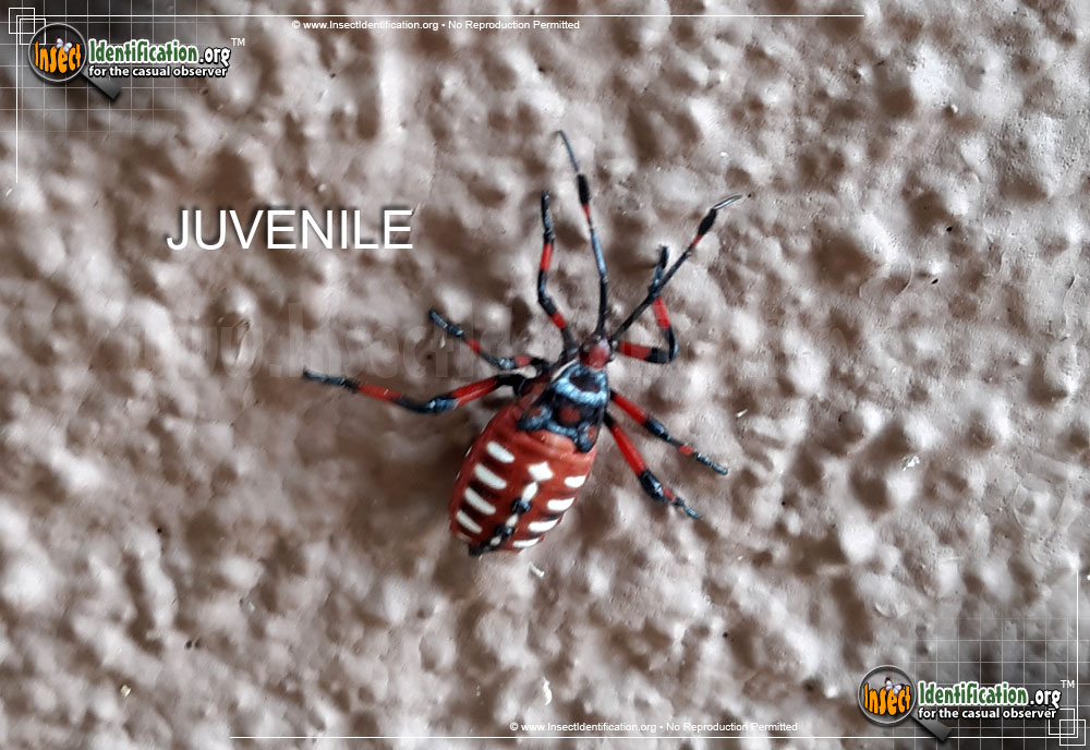 Full-sized image #4 of the Giant-Mesquite-Bug