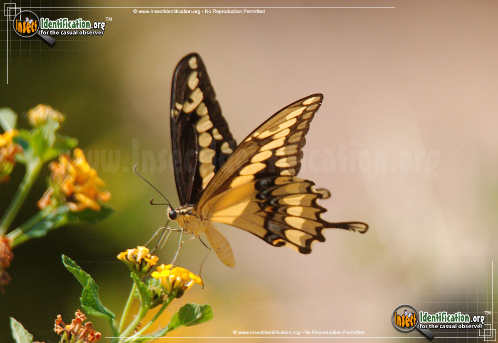 Full-sized image #8 of the Giant-Swallowtail-Butterfly