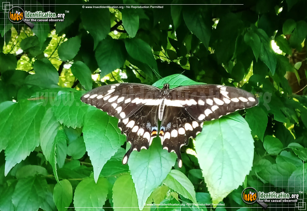 Full-sized image of the Giant-Swallowtail-Butterfly