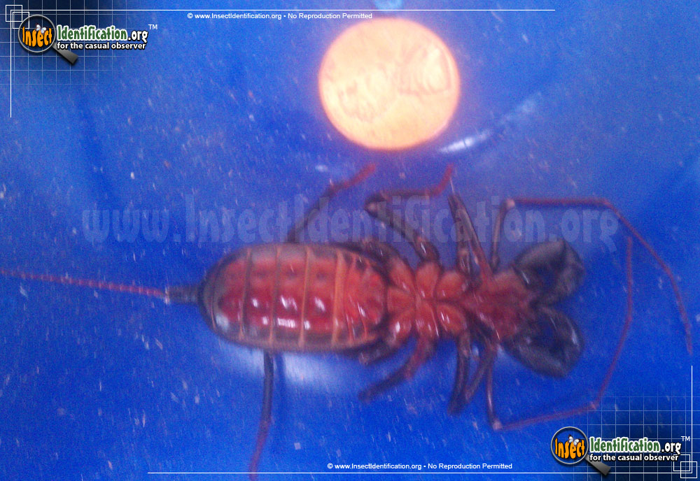 Full-sized image #2 of the Giant-Whipscorpion