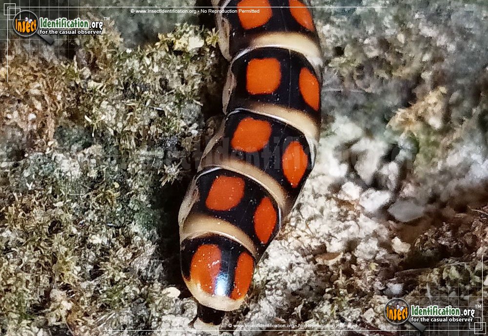 Full-sized image #4 of the Glowworm