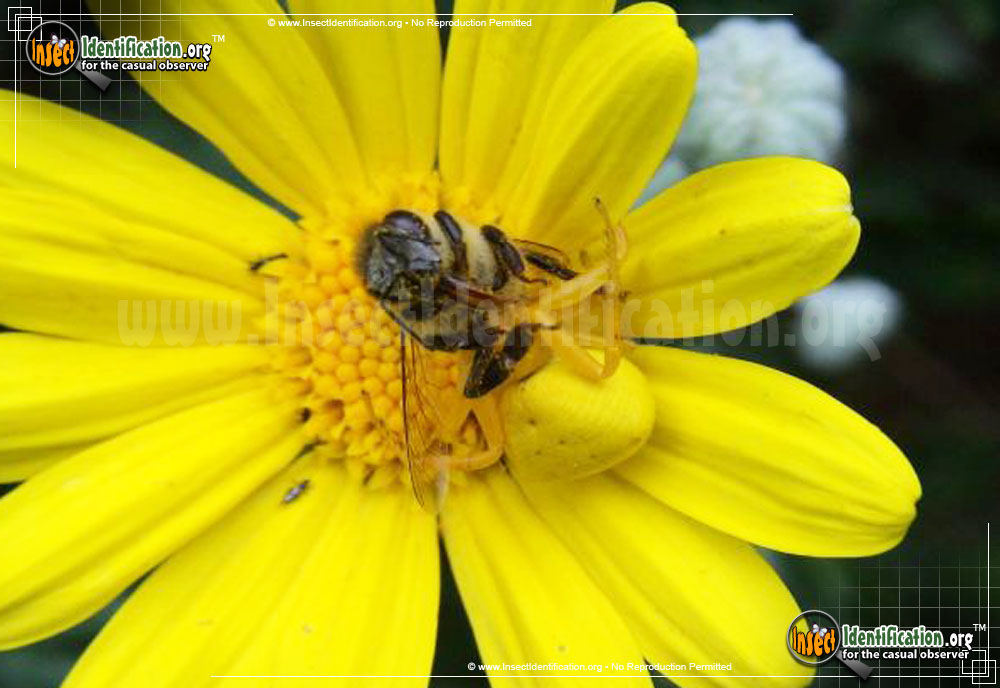 Full-sized image #9 of the Goldenrod-Crab-Spider