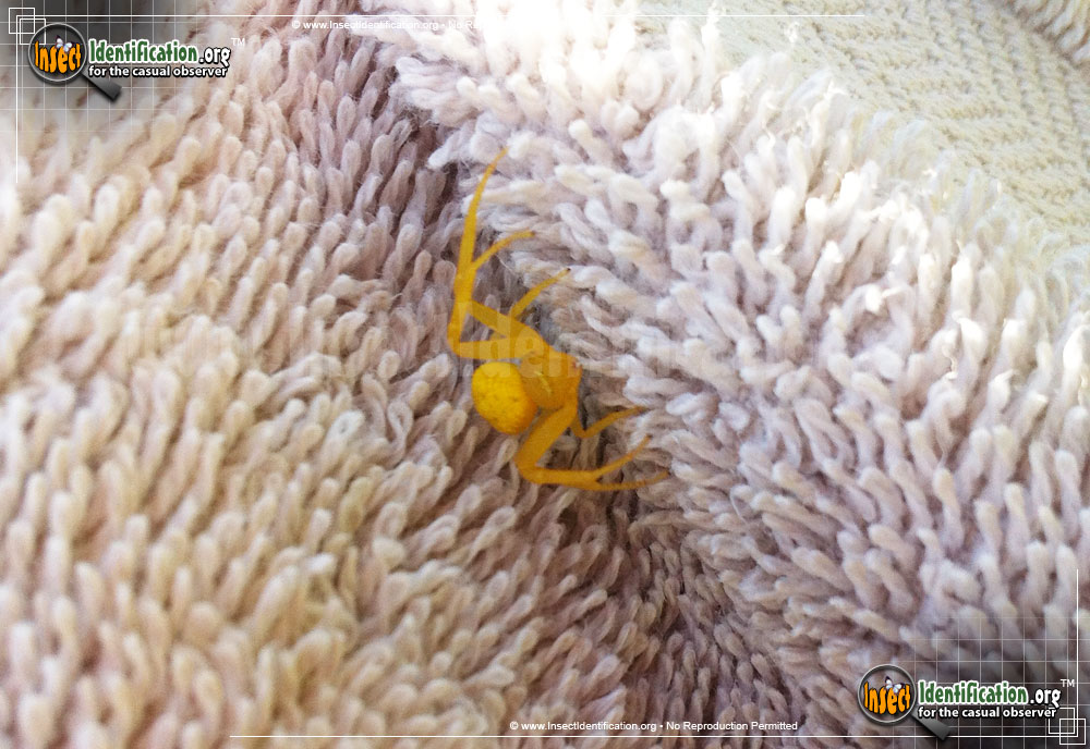 Full-sized image #13 of the Goldenrod-Crab-Spider