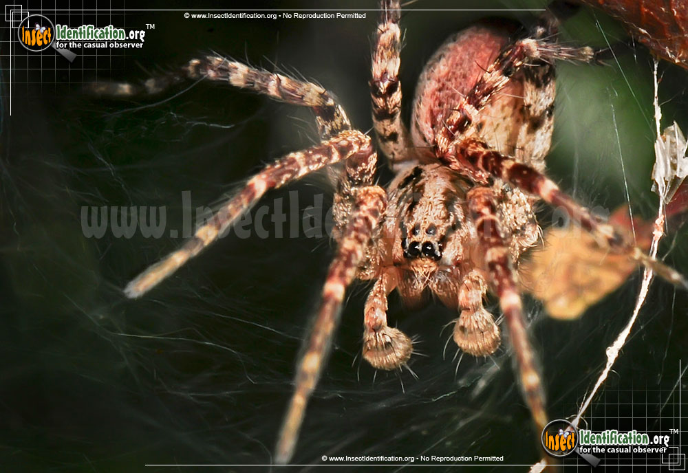 Full-sized image #13 of the Grass-Spider