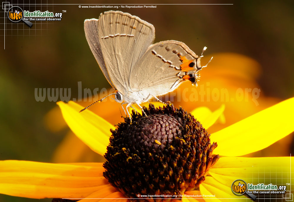 Full-sized image #10 of the Gray-Hairstreak-Butterfly
