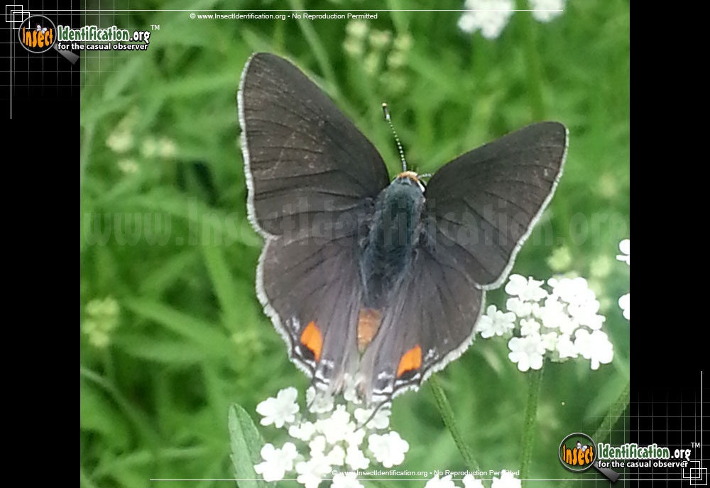 Full-sized image #13 of the Gray-Hairstreak-Butterfly