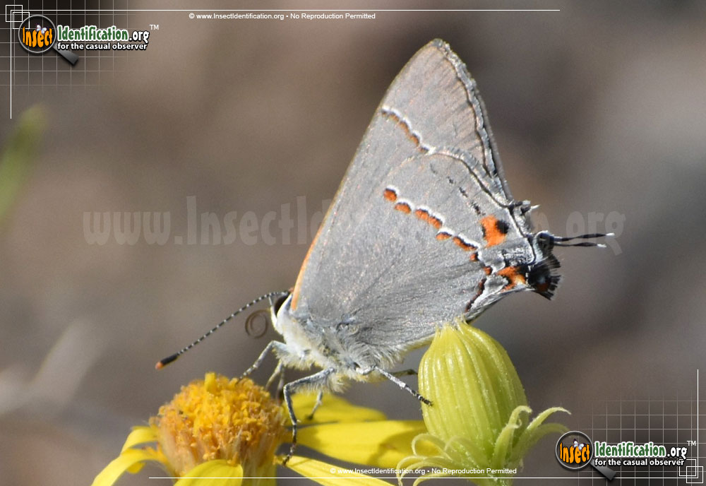 Full-sized image #5 of the Gray-Hairstreak-Butterfly