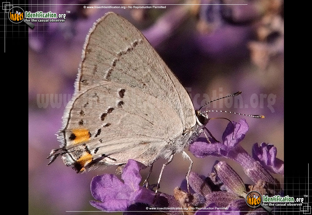Full-sized image #4 of the Gray-Hairstreak-Butterfly
