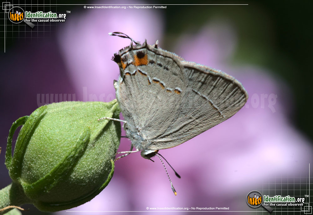 Full-sized image #8 of the Gray-Hairstreak-Butterfly