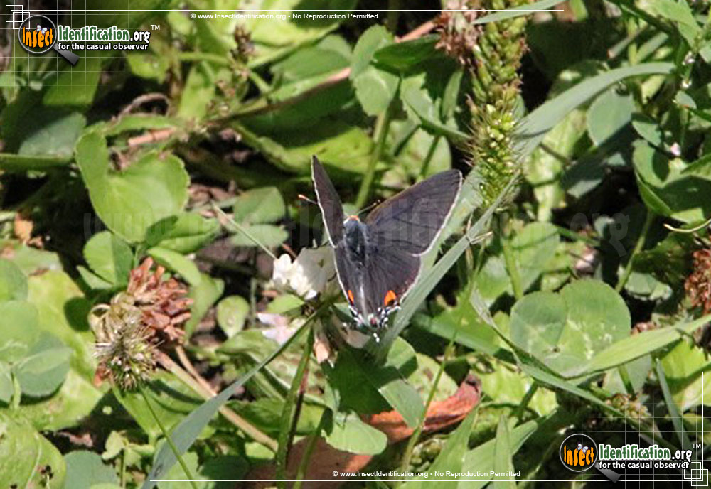 Full-sized image #12 of the Gray-Hairstreak-Butterfly