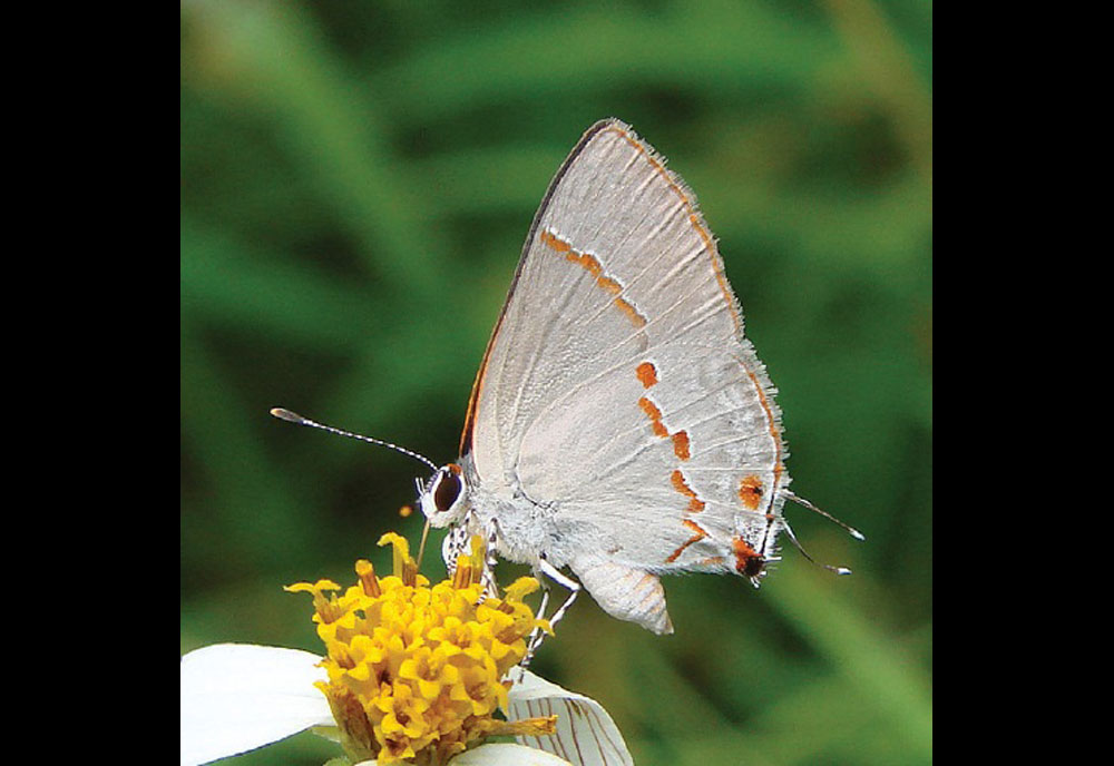 Full-sized image of the Gray-Ministreak-Butterfly