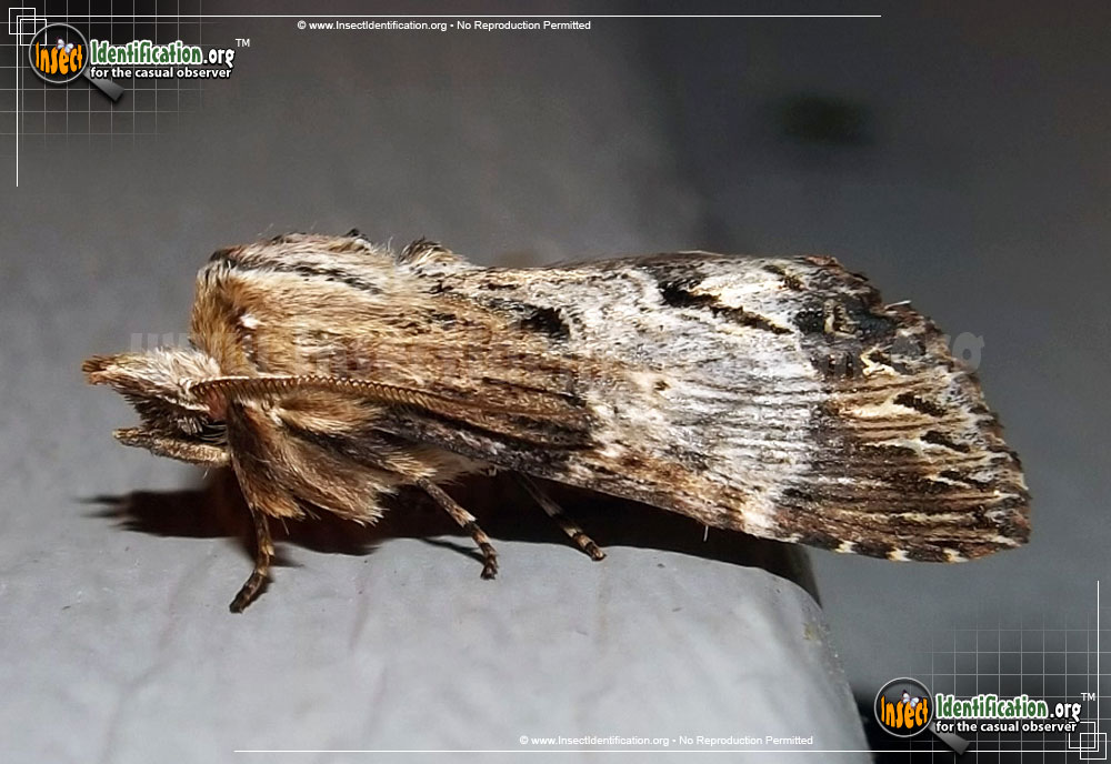 Full-sized image of the Gray-Patched-Prominent-Moth