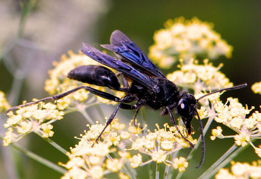 Full-sized image of the Great-Black-Wasp