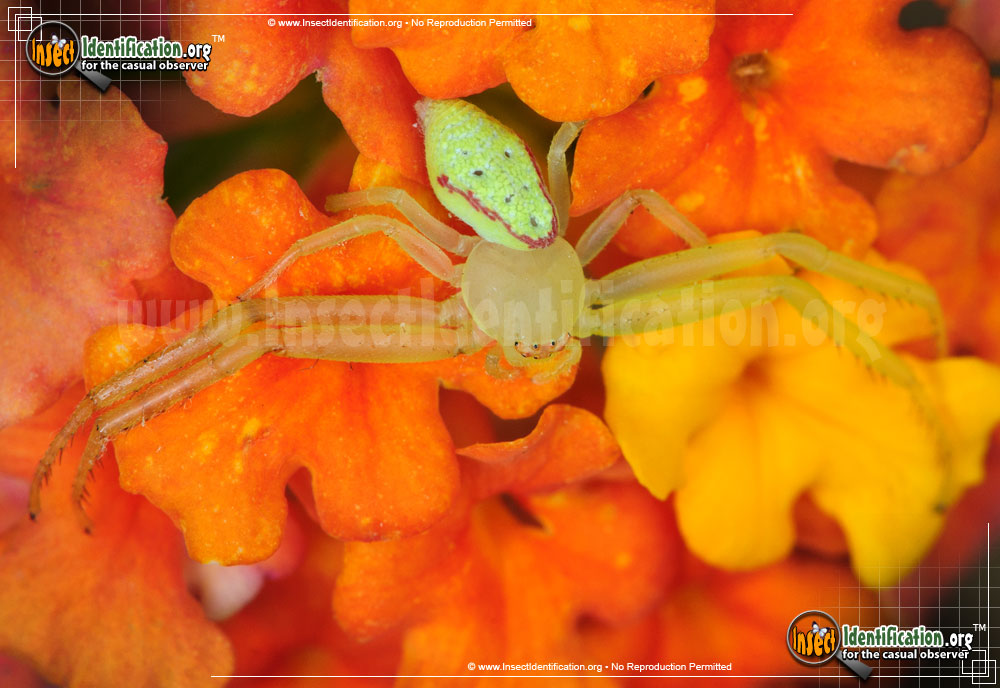 Full-sized image #2 of the Green-Crab-Spider