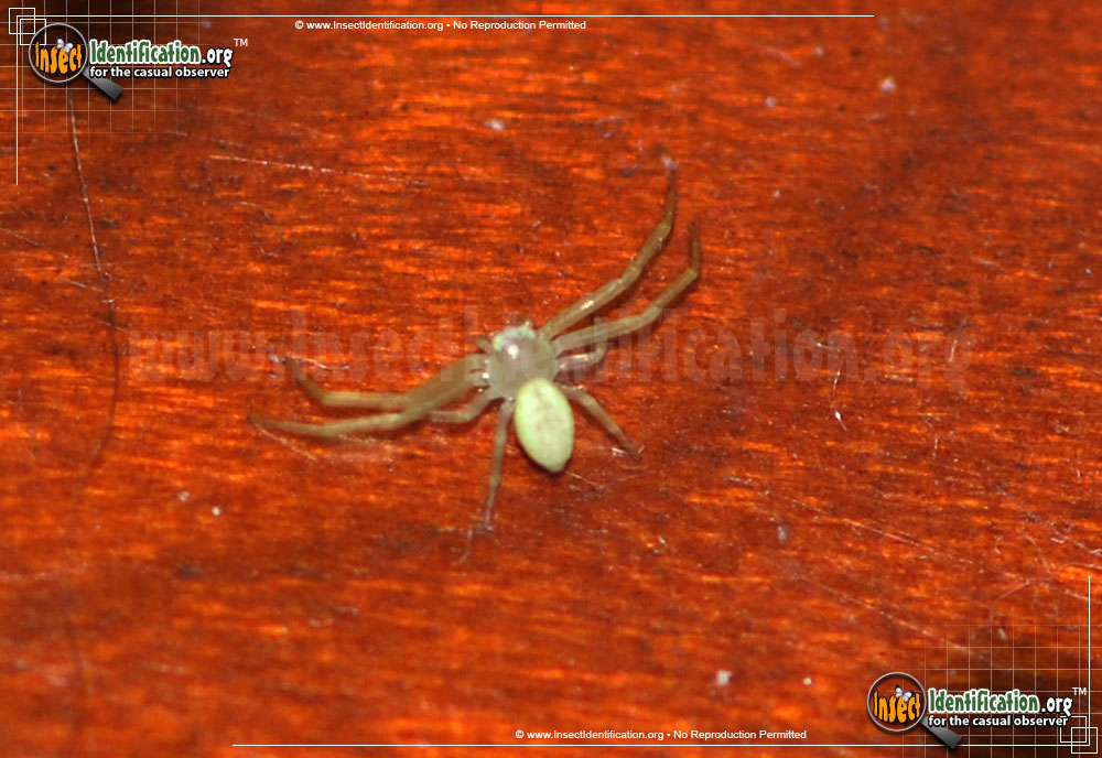 Full-sized image #6 of the Green-Crab-Spider