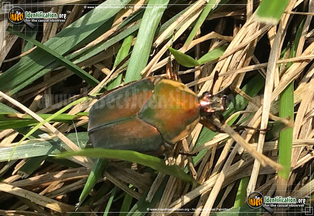 Full-sized image #8 of the Green-June-Beetle