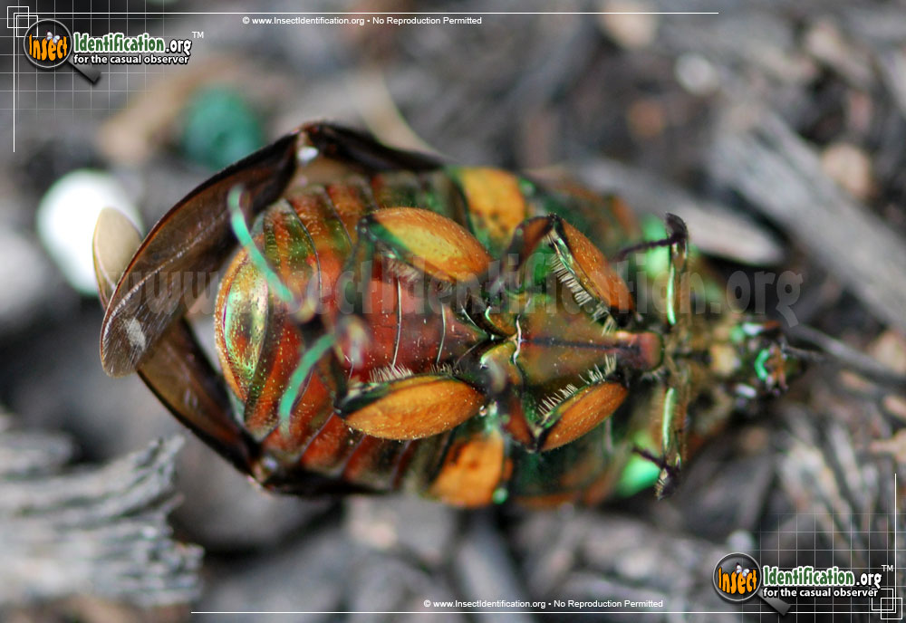 Full-sized image #13 of the Green-June-Beetle