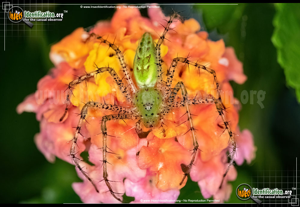 Full-sized image of the Green-Lynx-Spider