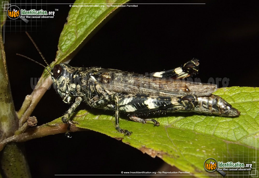Full-sized image of the Grizzly-Locust
