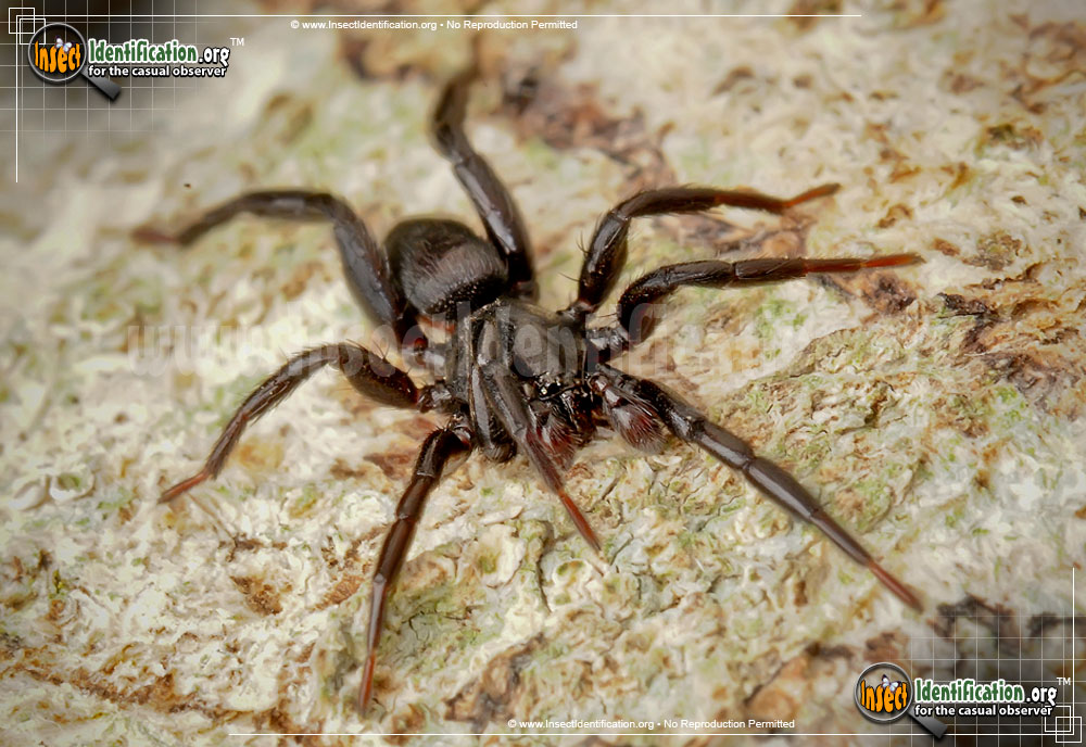 Full-sized image #2 of the Ground-Spider