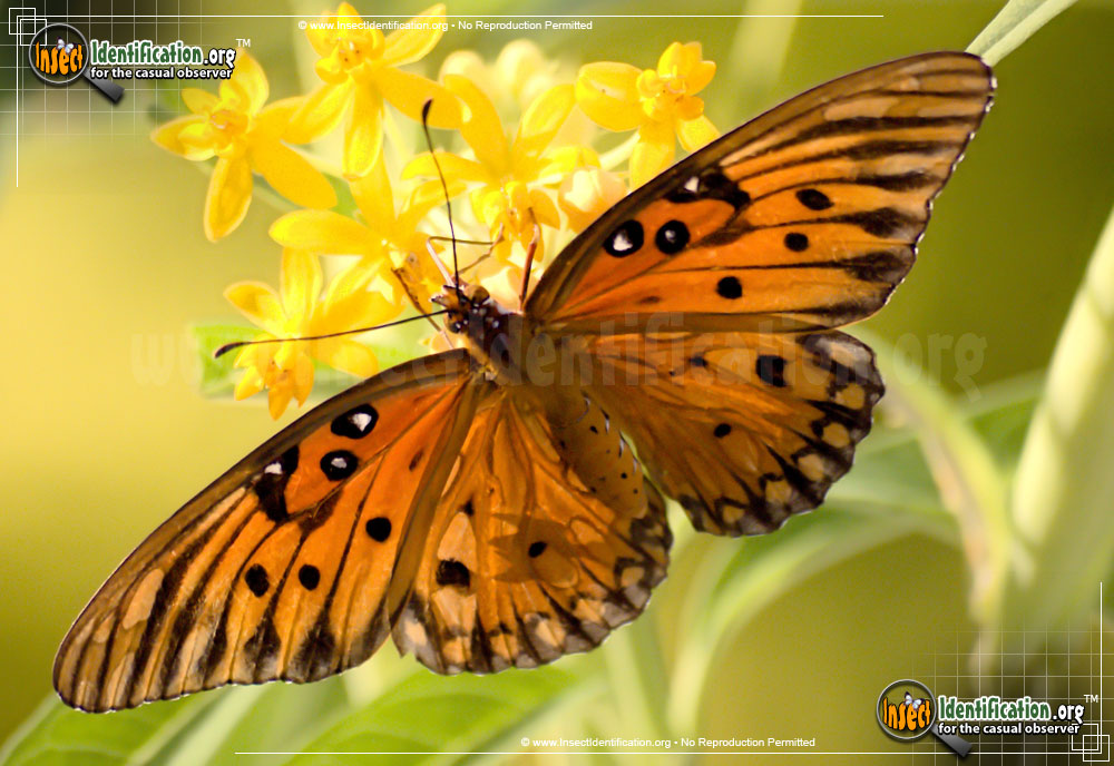 Full-sized image #5 of the Gulf-Fritillary-Butterfly