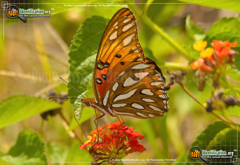 Full-sized image #3 of the Gulf-Fritillary-Butterfly