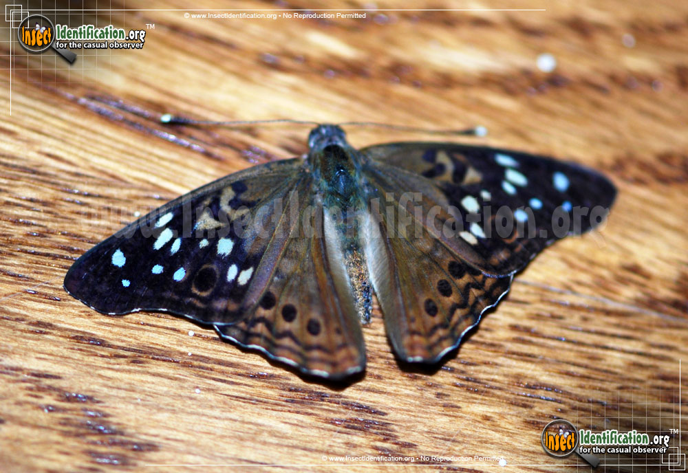 Full-sized image #6 of the Hackberry-Emperor
