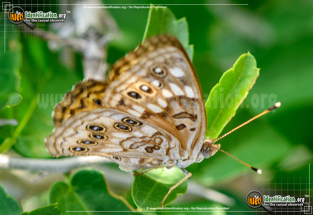 Full-sized image #7 of the Hackberry-Emperor