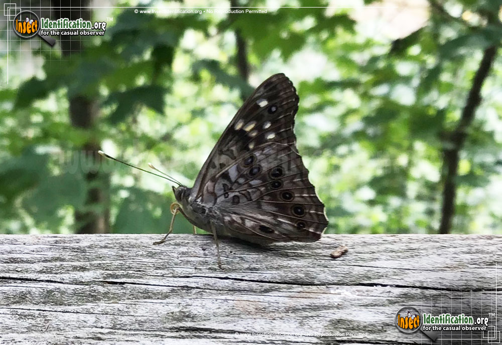 Full-sized image #10 of the Hackberry-Emperor