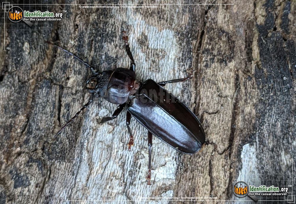 Full-sized image of the Hardwood-Stump-Borer-Beetle