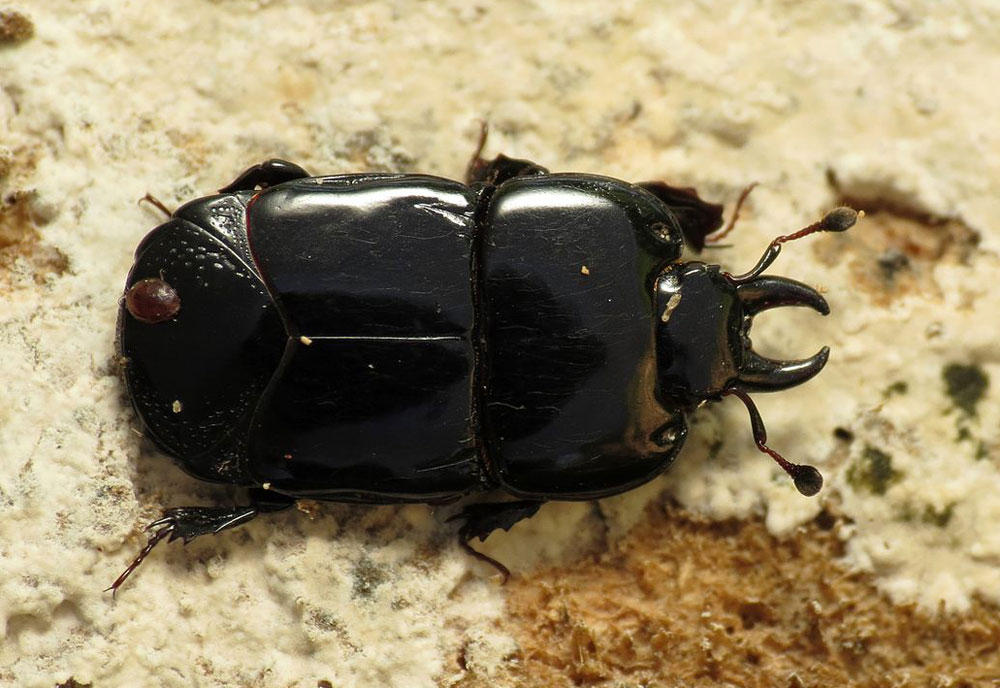 Full-sized image of the Hister-Beetle