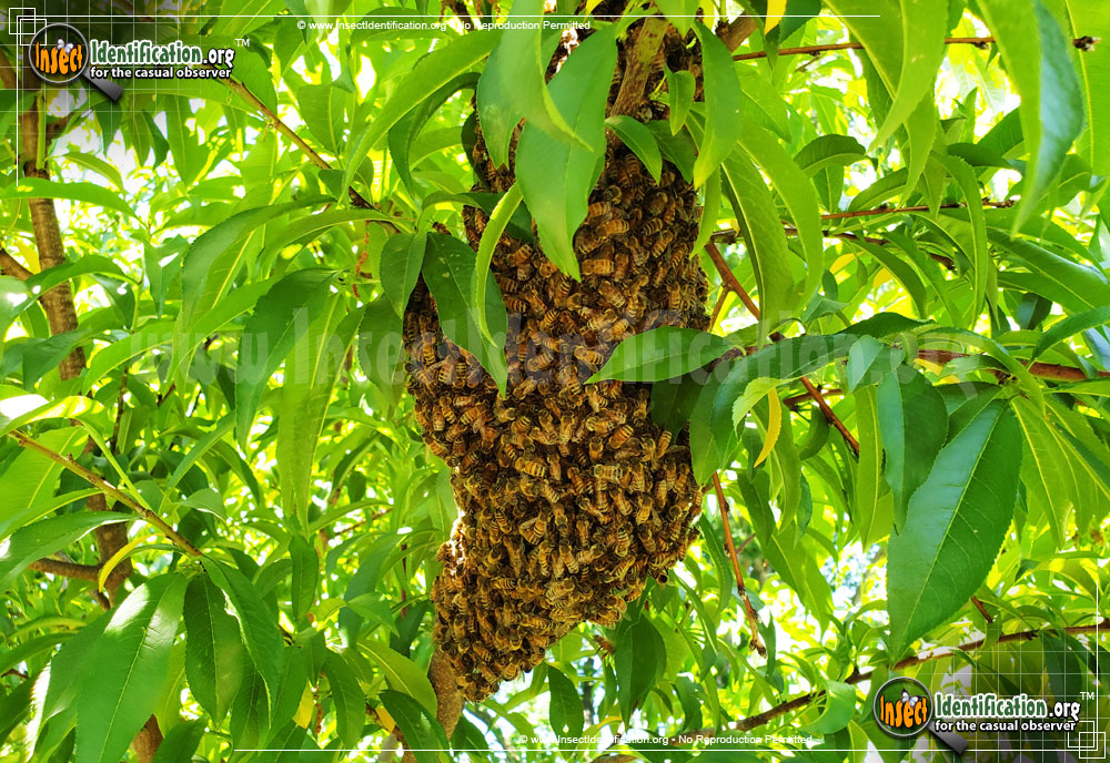 Full-sized image #11 of the Honey-Bee