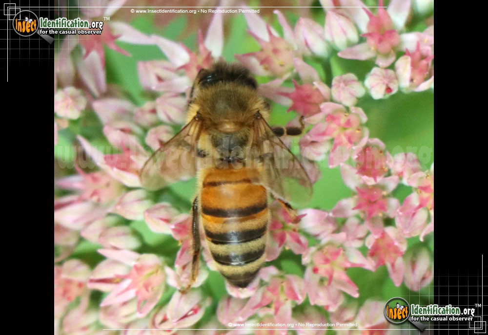 Full-sized image of the Honey-Bee