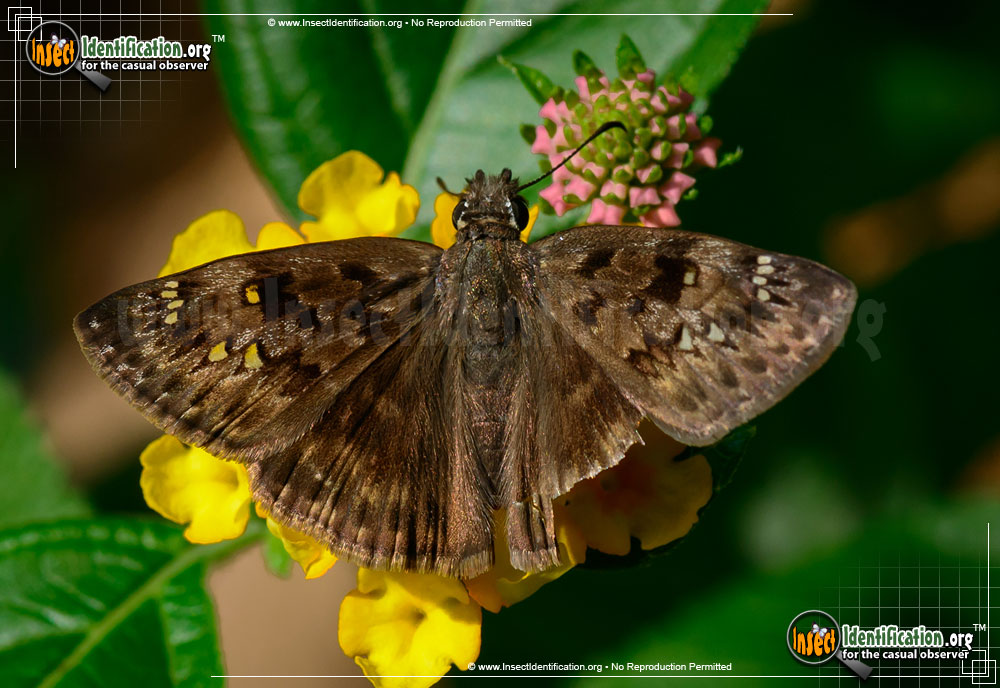 Full-sized image #2 of the Horaces-Duskywing-Butterfly