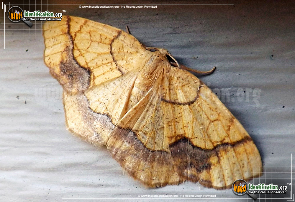 Full-sized image #2 of the Horned-Spanworm-Moth