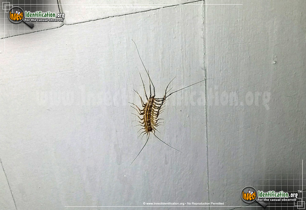 Full-sized image #13 of the House-Centipede