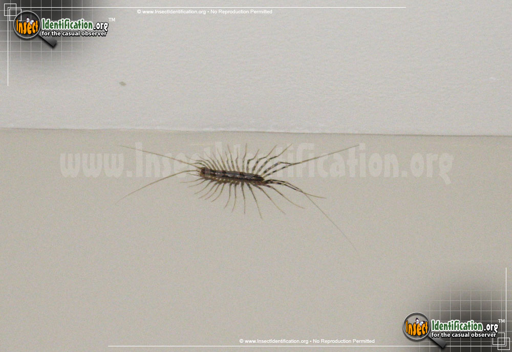 Full-sized image #12 of the House-Centipede