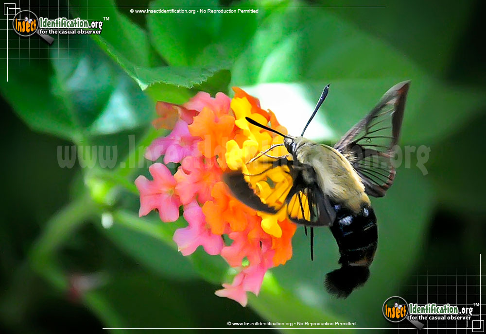 Full-sized image #4 of the Hummingbird-Moth