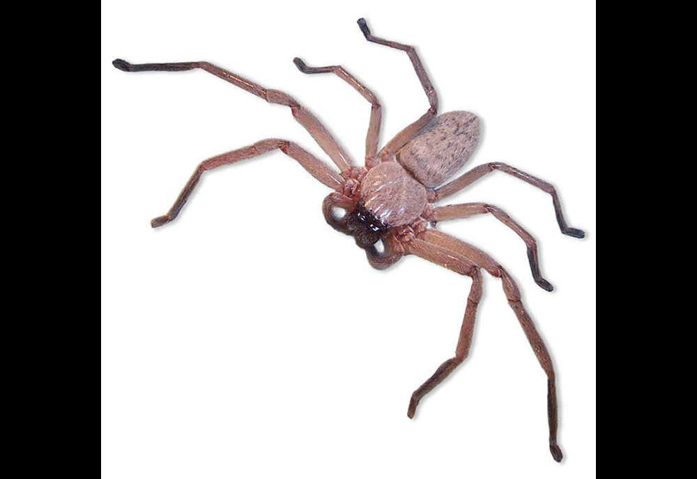 Full-sized image of the Huntsman-Spider