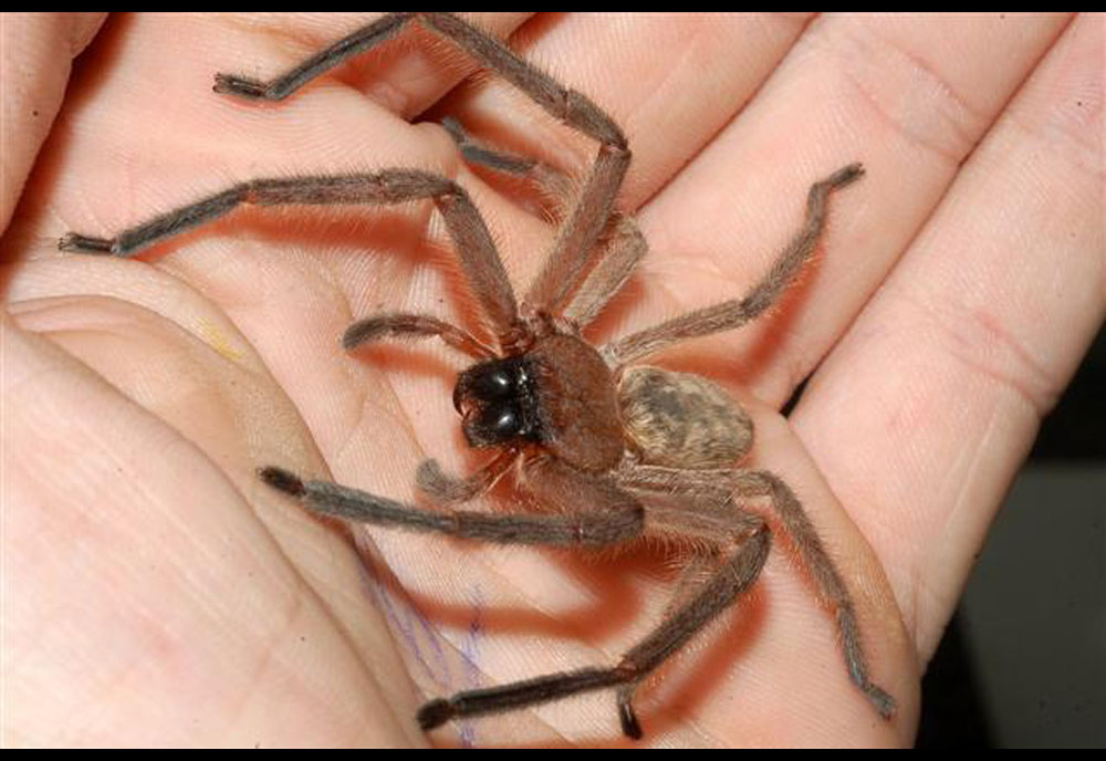 Full-sized image #3 of the Huntsman-Spider